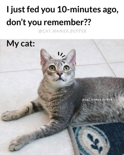 just-fed-10-minutes-ago-dont-remember-catnamedpepper-my-cat-catnamed-pepper