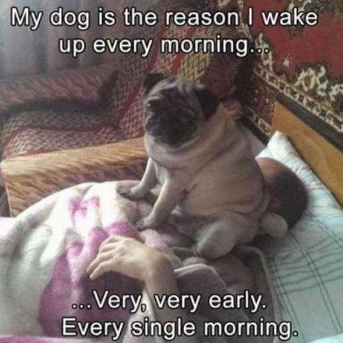 dog-my-dog-is-the-reason-wake-up-every-morning-very-very-early-every-single-morning