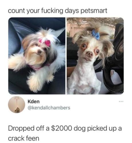 dog-memes-2-20250402