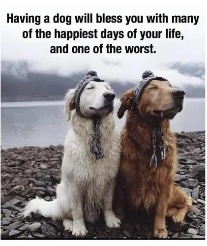 463fdfe8dd397cb1825946da236e48a2