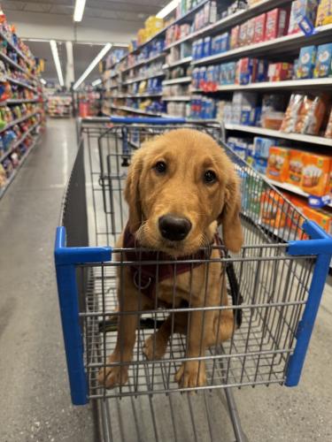 Resized_Resized_IMG_5239_1743633452066_1743633470589_1743633613142