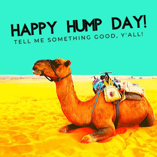 1-Hump Day