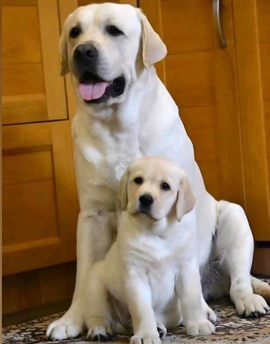 FB_IMG_1743446587907