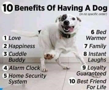 security-system-6-bed-warmer-7-family-8-instant-laughs-9-loyalty-guaranteed-10-best-friend-life