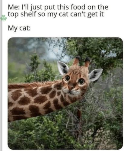 when-you-think-the-top-shelf-is-safe-to-put-food-on-it-v0-3vdhns6ftaad1