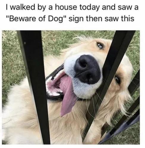 walked-by-house-today-and-saw-beware-dog-sign-then-saw-this