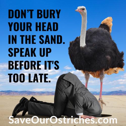 Save our Ostriches.768px