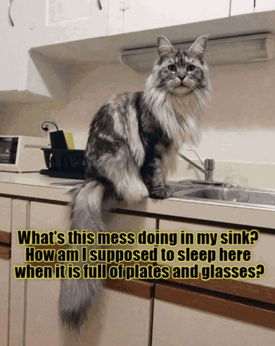 s-this-mess-doing-my-sink-am-supposed-sleep-here-is-full-plates-and-glasses