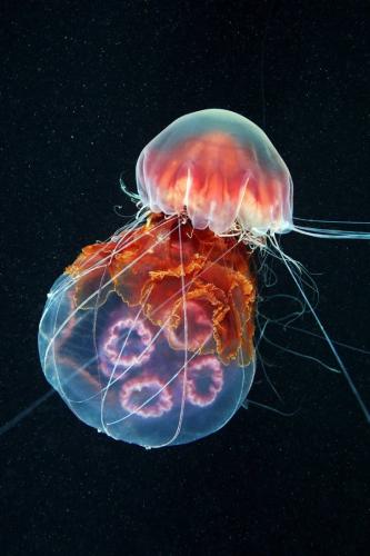Cyanea-capillata-feeding-on-Aurelia-aurita-730x1095