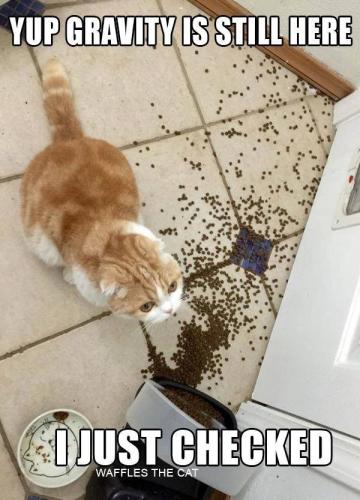 yup-gravity-is-still-here-just-checked-waffles-cat