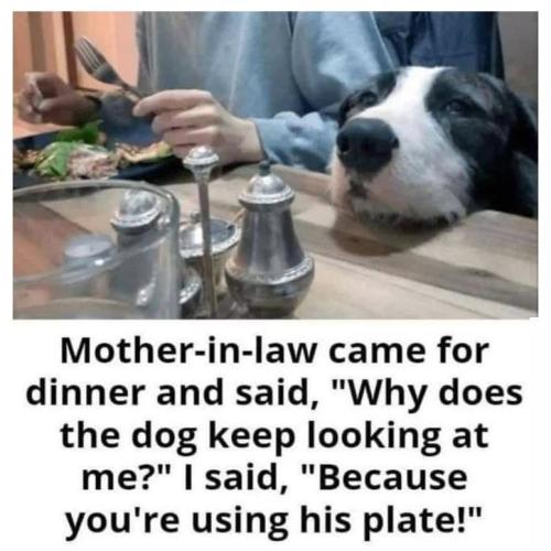 mother-law-came-dinner-and-said-why-does-dog-keep-looking-at-said-because-using-his-plate