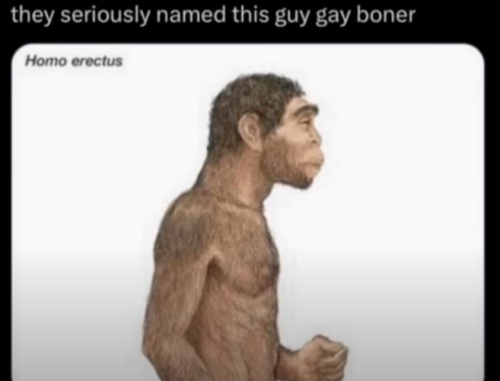homo erectus