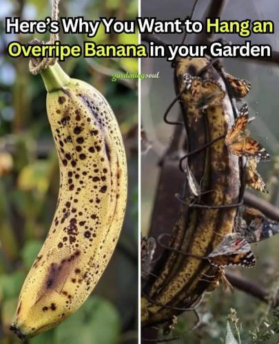 Screenshot_20250509_233636_Chrome