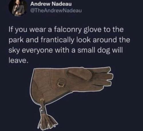 small dogs will leave