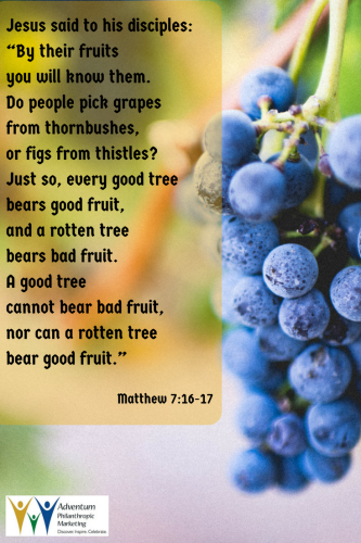 by their fruits