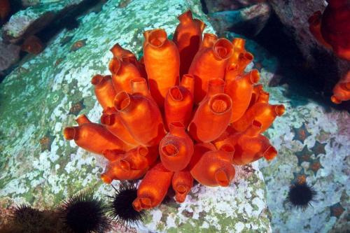 Ascidian-Halocynthia-aurantium-1