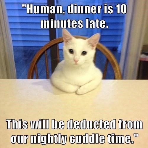 cat-human-dinner-is-10-minutes-late-this-will-be-deducted-from-our-nightly-cuddle-time