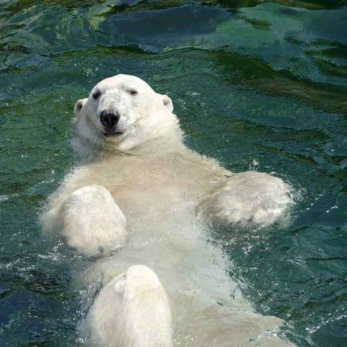 polar bear