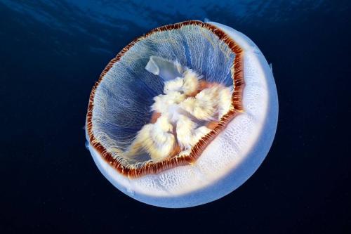 Aurelia-limbata-2