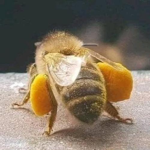Importannce of bee