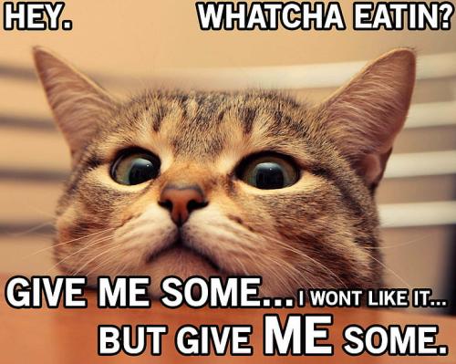 cat-funny-grumpy-humor-wallpaper-preview