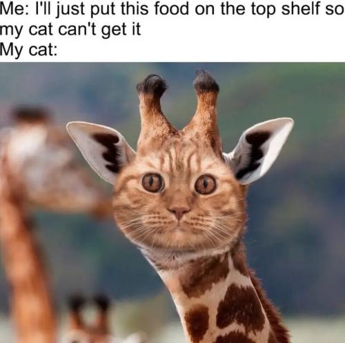 Food-on-top-shelf-Happy-Caturday-Memes