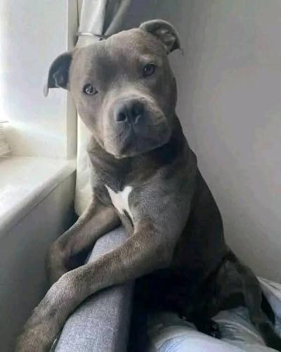 FB_IMG_1748635230333