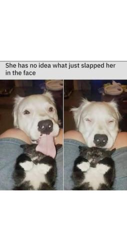 FB_IMG_1748110950682