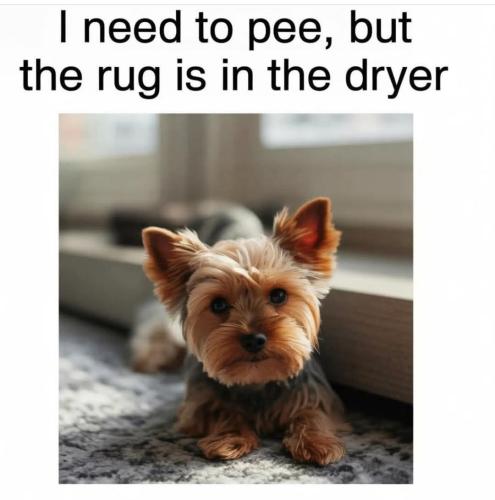 FB_IMG_1748648754578