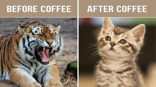 canva-coffee-collage-funny-meme-D6u6Ya7lbA0