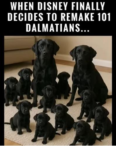 dalmations