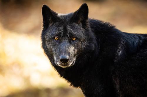 Black Wolf.960px