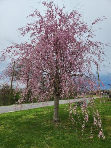 weeping cherry