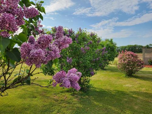 lilacs