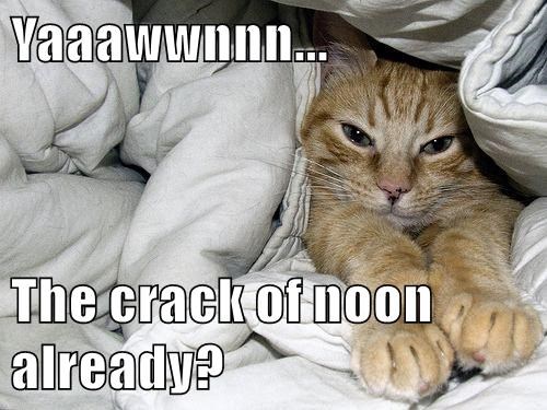go-back-to-bed-its-caturday