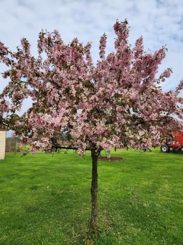 crab apple indian summer