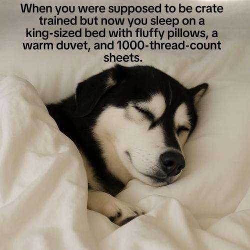 FB_IMG_1747693730476