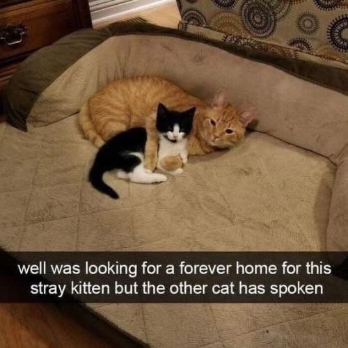 well-looking-forever-home-this-stray-kitten-but-other-cat-has-spoken