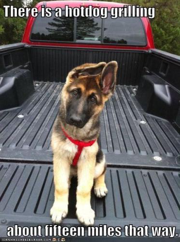 there-is-a-hotdog-grilling