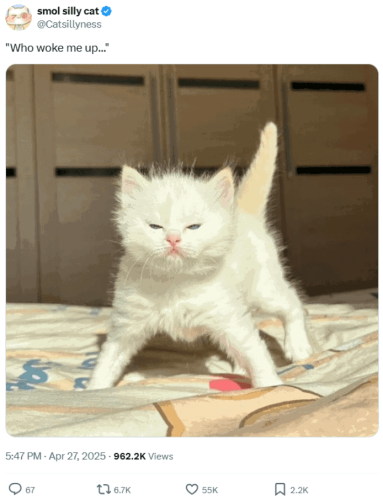 smol-silly-cat-catsillyness-who-woke-up-547-pm-apr-27-2025-9622k-views-67-167k-55k-22k