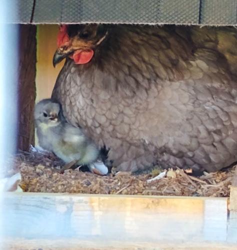 IMG_20250510_113639_410