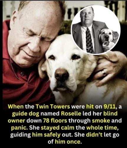 9055a956-decb-49b9-a491-5de7ef49bd9b