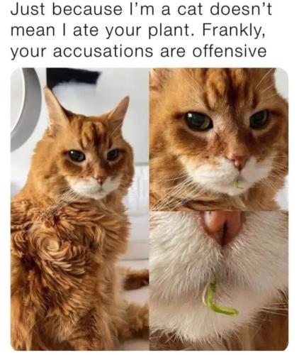 I-aint-your-plant.jpeg-Happy-Caturday-Memes