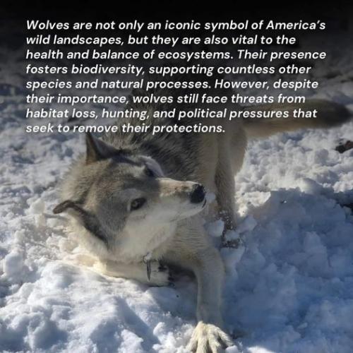 wolves