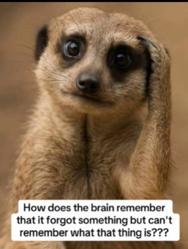 IMG_20250531_133746_714