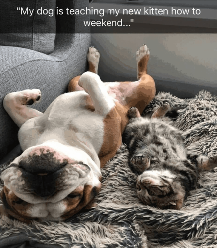 my-dog-is-teaching-my-new-kitten-weekend