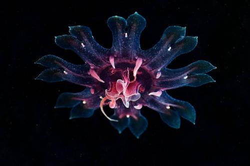Cyanea-capillata-4