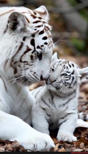 8deb2ce73c1e464d2ab55b335b25bbd2403dea53136254ce1d4a0b6fd2e99c24_1