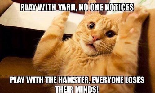 cat-play-with-yarn-no-one-notices-play-with-hamster-everyone-loses-their-minds