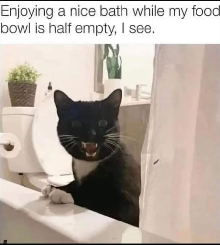 enjoying-nice-bath-while-my-food-bowl-is-half-empty-see